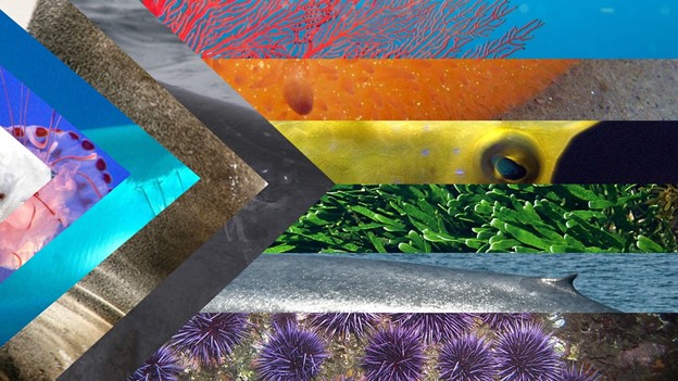 Images du drapeau 📷 de la fierté Ocean Progress : Meg Baker, Robin Gwen Agarwal, Martin Olsson, Peter Woodard, Jerry Kirkhart, Ed Bierman, Ansgar Walk, Mike Lehmann, Fred Hsu, Patrick Doll & Chloe Robinson  