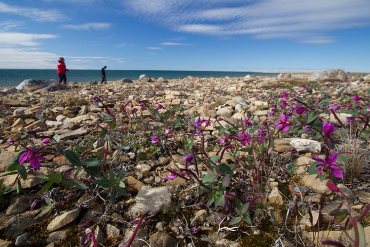 Les rivages colorés de la toundra arctique.  