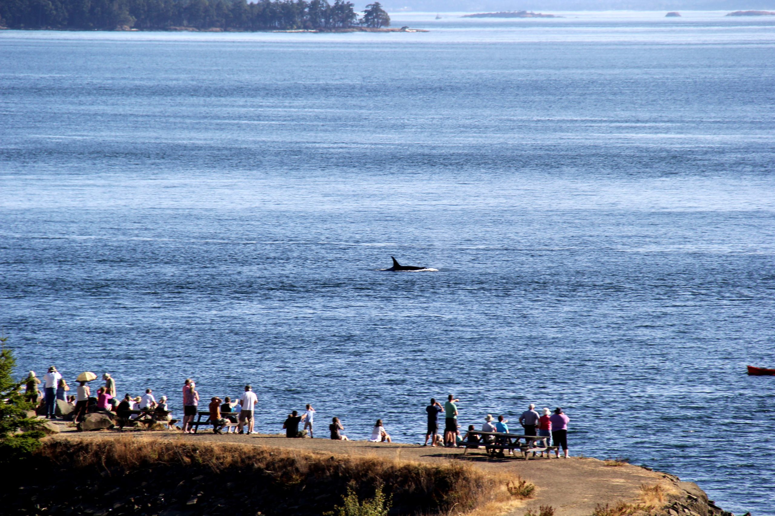 Réseau d’observations de baleines de l’Aquarium de Vancouver
