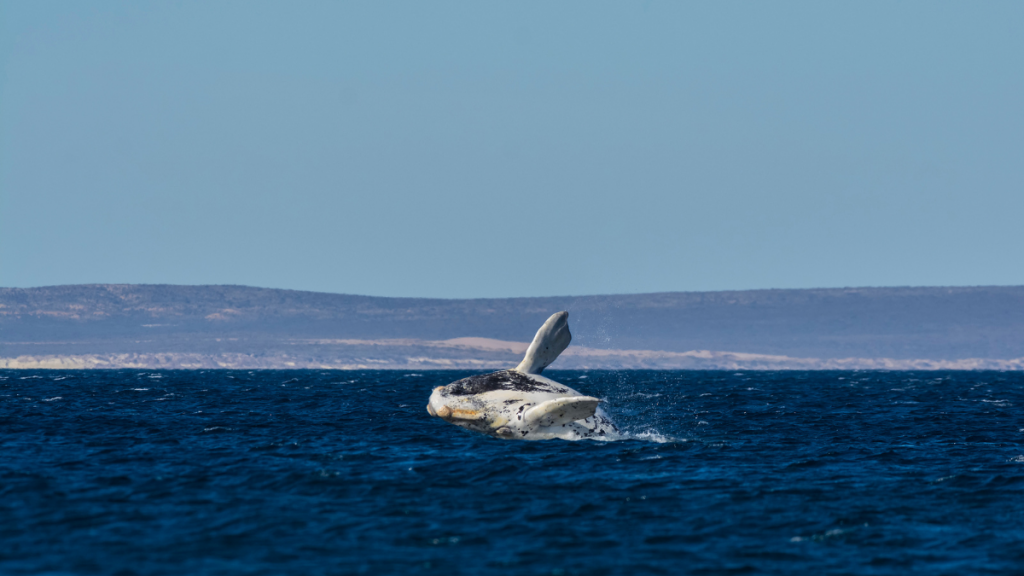 How a gear lending program is helping the fishing industry and protecting  right whales
