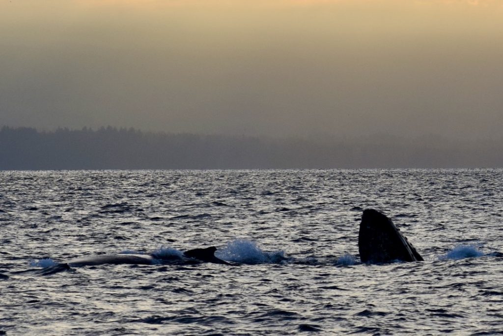 excursion en mer pour les jeunes avec les baleines à bosse