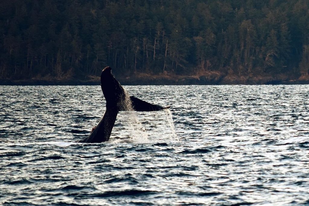 Baleine à bosse - Cette photo a été prise au large du parc East Sooke, territoire non cédé des nations T'Sou-ke et Scia'new. La baleine à bosse a fait un signe de la queue, un comportement rare. 