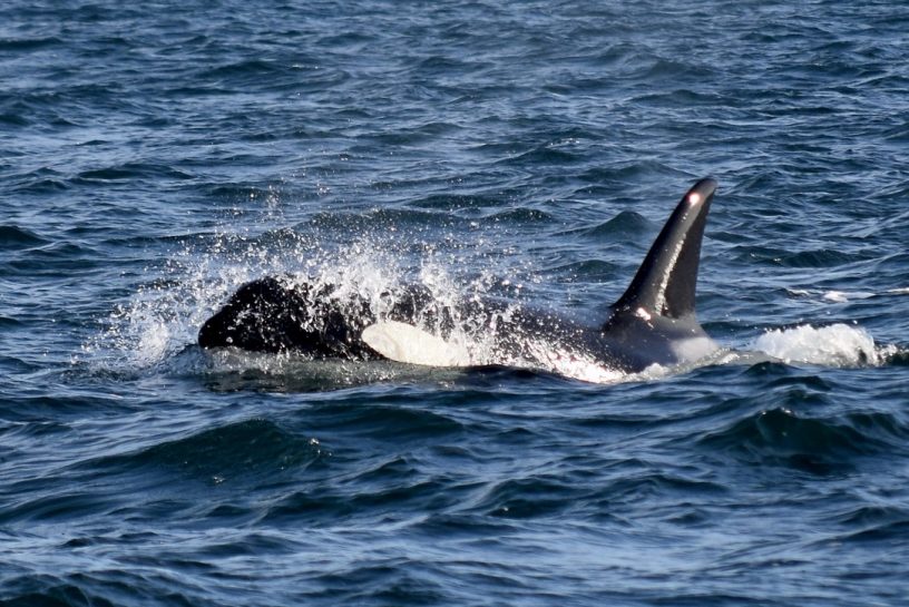 Transient (Biggs) Orcas and a new calf - The calf's blubber was still thin, and as a result, the blood vessels were nearer to the surface of the skin, giving the calf an orange colouration.