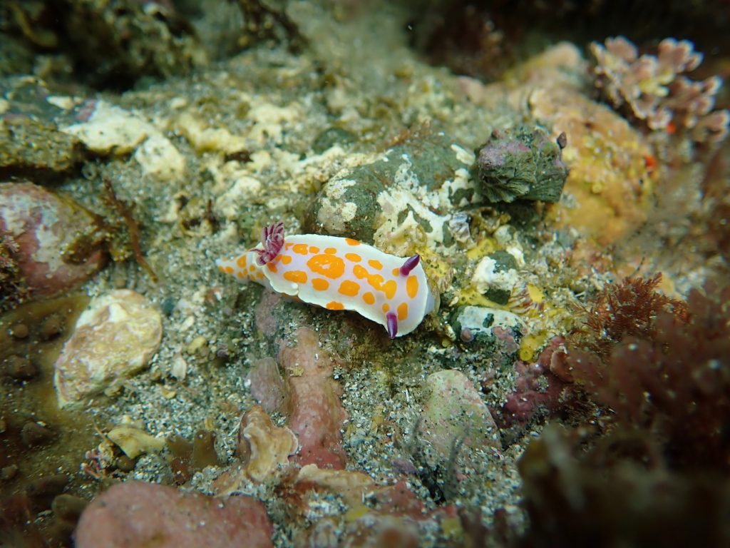 A nudibranch with a white body and orange spots sitting on a rock