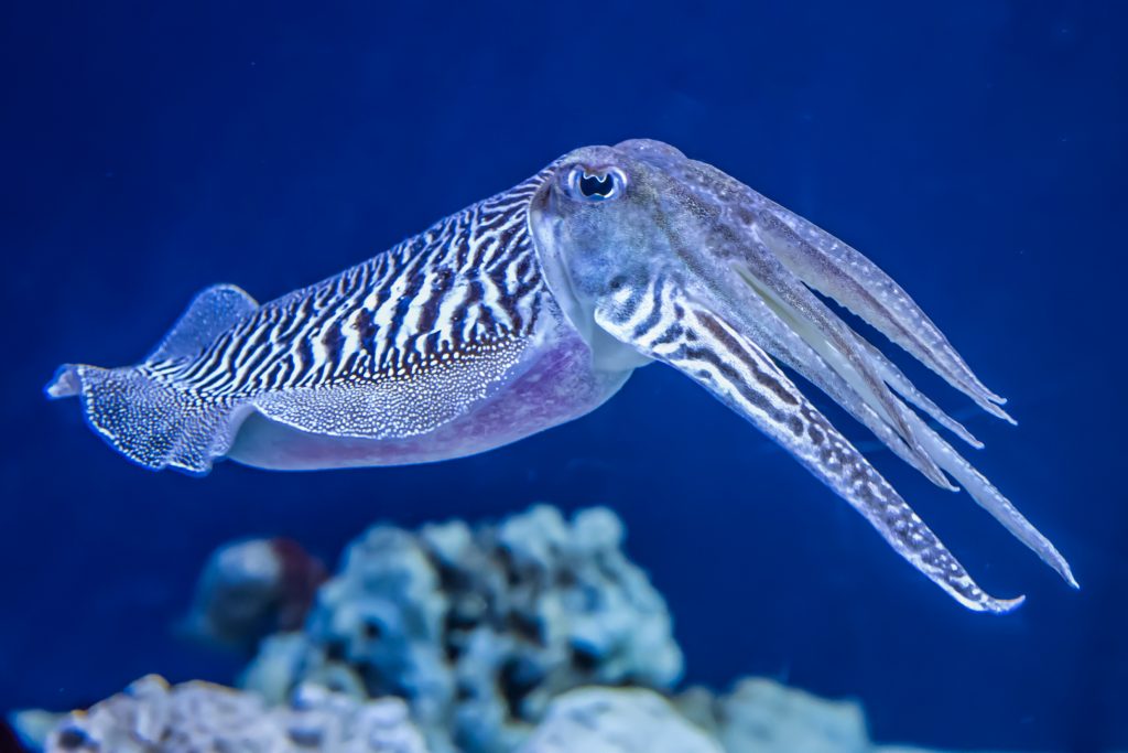 A cuttlefish floats in the ocean above some coral