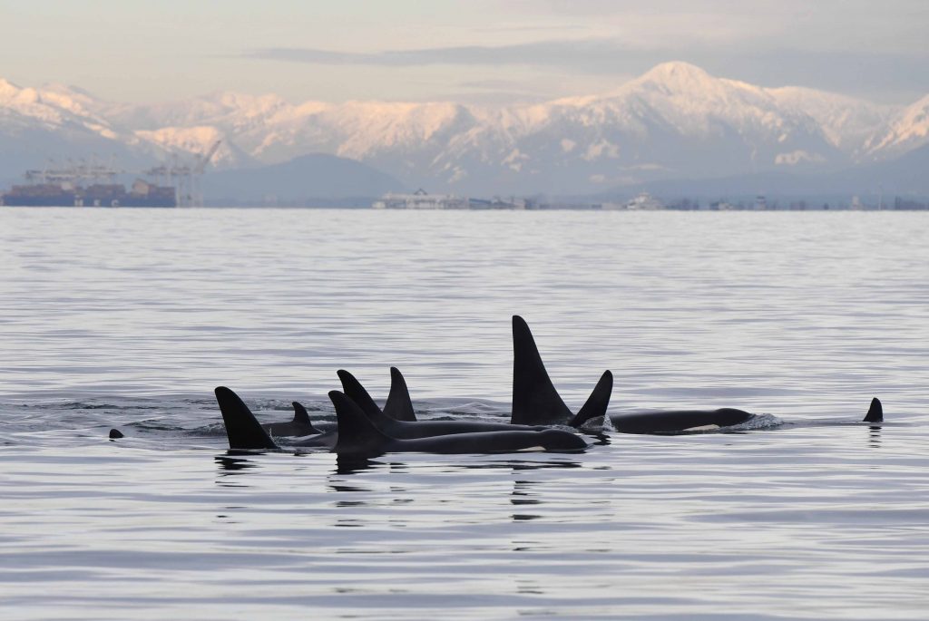 K Pod resting in the Strait of Georgia. Credit